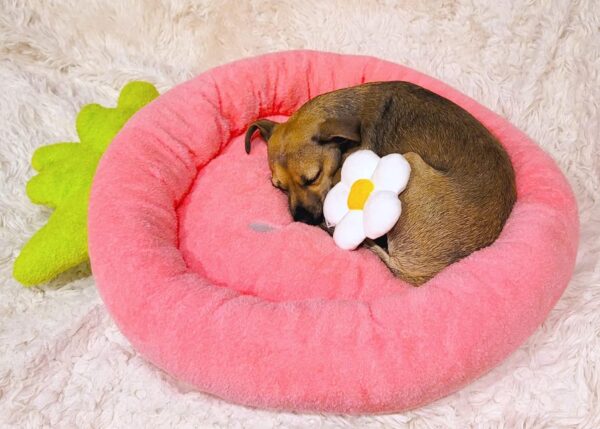 SE PB176 Soft Plush Dog Bed (1)